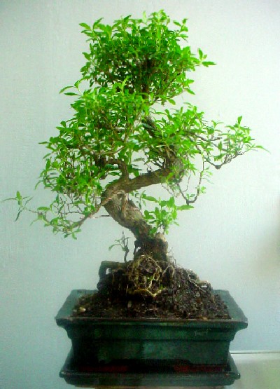 Bonsai